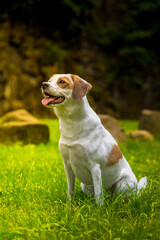 Jack Russel Terrier © Robert