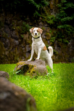 Jack Russel Terrier