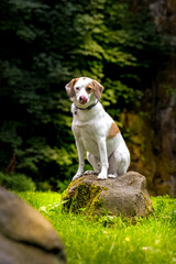 Jack Russel Terrier © Robert
