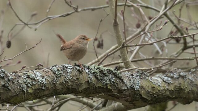 Eurasian Wren young male singing on a branch