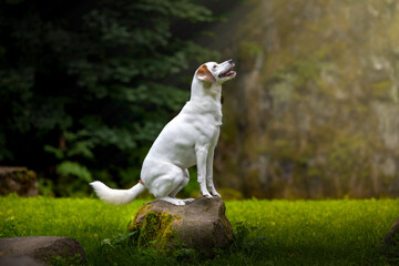 Jack Russel Terrier © Robert