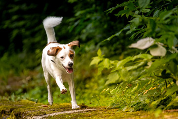 Jack Russel Terrier © Robert