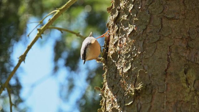 Eurasian or wood nuthatch (Sitta europaea) bird on a stem searching for food in bark