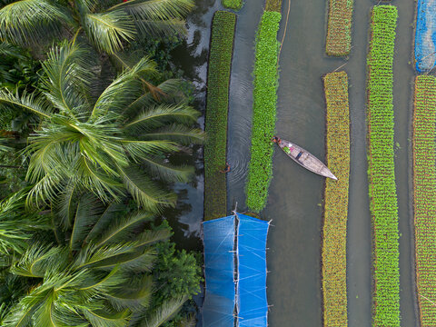 Pirojpur District, Bangladesh - 09 August 2026: Aerial view of a traditional floating garden with a small wooden boat navigating between rows of lush green crops and blue netting under palm trees.