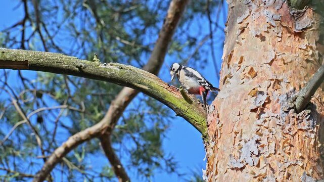 Great spotted woodpecker pecking a pinecone on a branch in slow motion