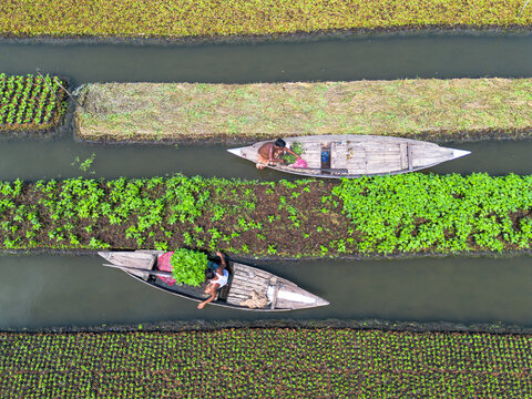 Pirojpur District, Barisal Division, Bangladesh - 09 August 2026: Aerial view of farmers in wooden boats tending to floating vegetable gardens in the wetlands.