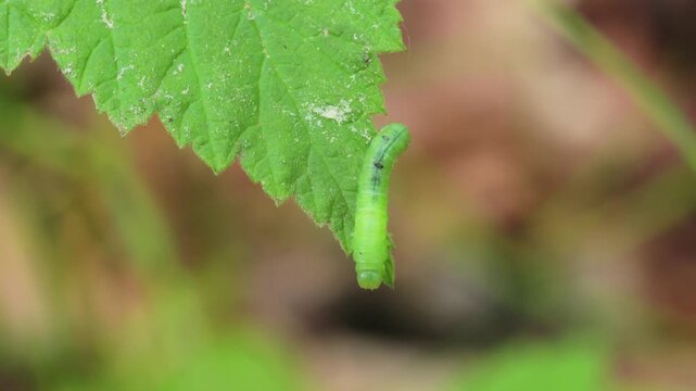 green caterpillar crawling over a leaf