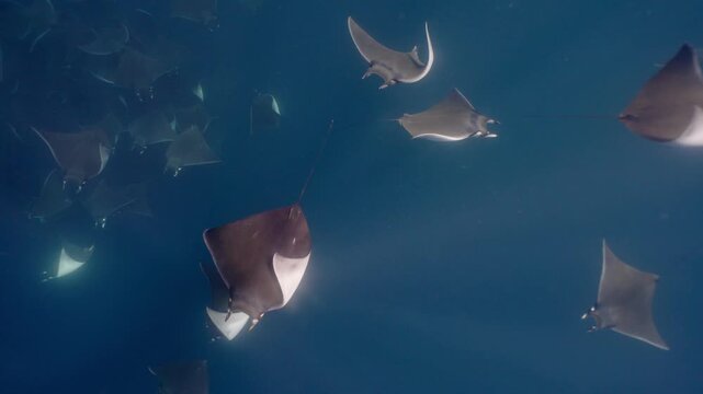Underwater view of a spectacular Mobula ray aggregation in Mexico, with hundreds of devil rays forming a mesmerizing courtship vortex, swirling together in a giant living ball beneath ocean waters.