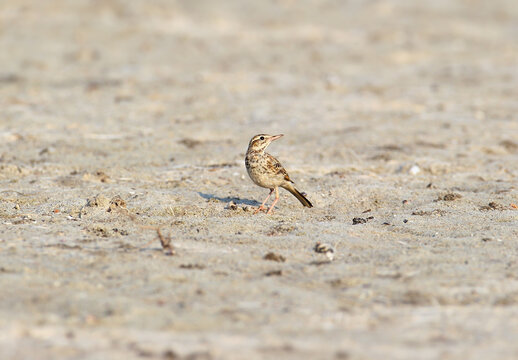 Tawny Pipit / Anthus campestris &mdash; standing on sandy ground looking back over its shoulder.