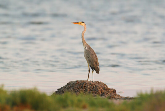 Grey Heron / Ardea cinerea &mdash; standing erect on a dirt mound surrounded by water.