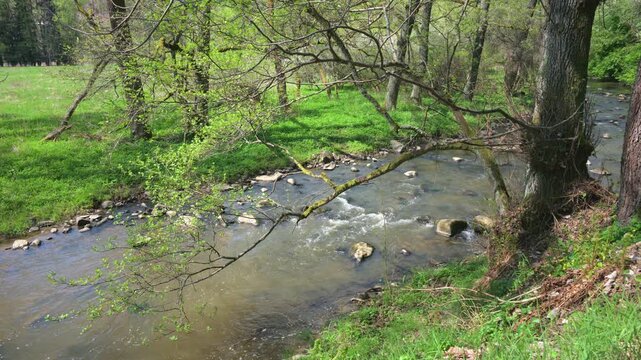relaxing view on a flowing creek with nature sounds