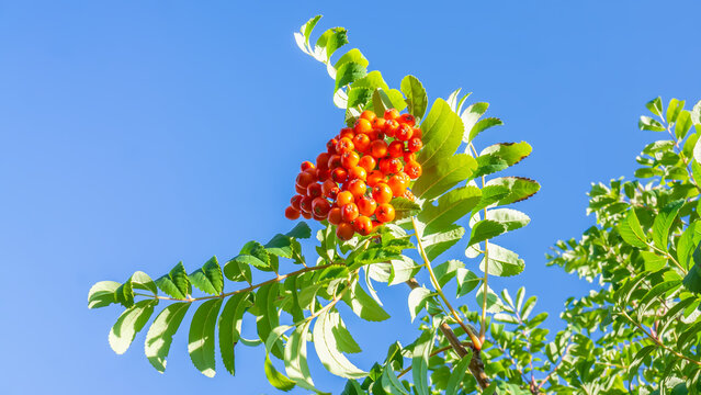 Ripe orange rowanberries hanging on branch with green leaves against clear blue sky