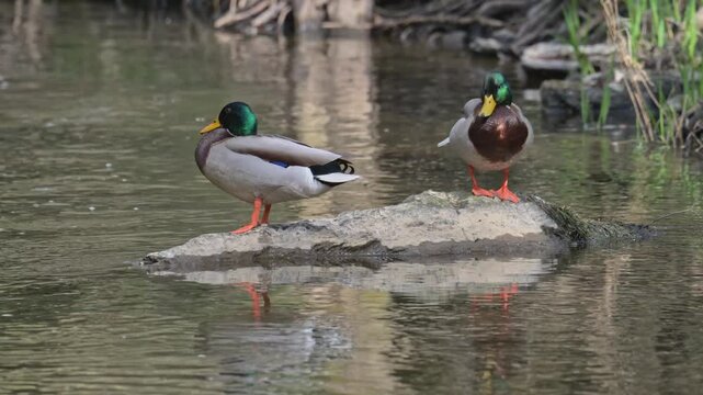 mallard wild duck (Anas platyrhynchos) males on a rock in creek