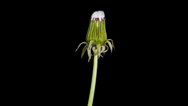 dandelion seed head opening time lapse