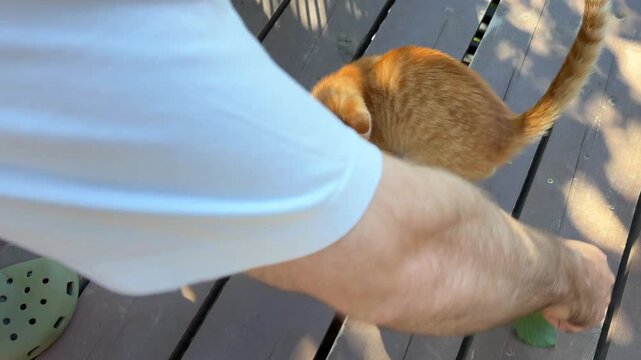 A little ginger kitten is spinning around, playing with a twig held by a man on the porch of a country house. The joy of having a pet, a family pet