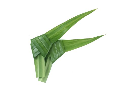 Fresh green tied pandan leaf (Pandanus amaryllifolius) isolated on a white background. Perfect natural ingredient element for Asian cooking, traditional culinary recipes, and beverage design projects