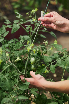 Close up of farmer tying up tomato plants in a greenhouse, ensuring healthy growth and a bountiful harvest