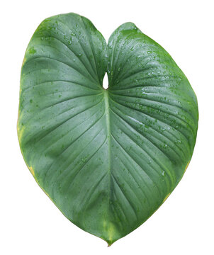 Fresh green elephant ear leaf covered with water droplets isolated on transparent background after rain