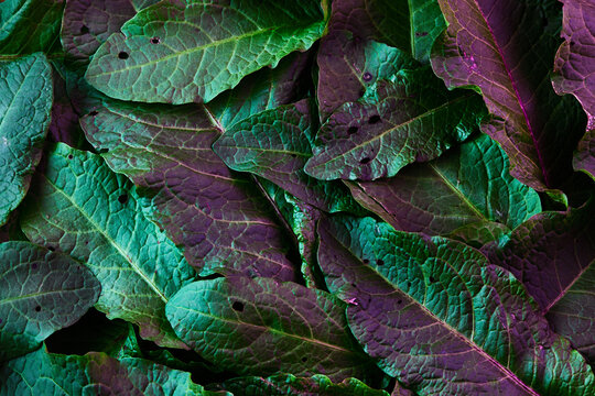 Plants Photo Banner design. Natural pattern leaves in neon colors on dark background.
