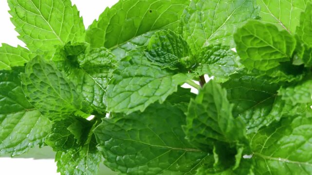 Fresh Mint Leaves on a White Background	