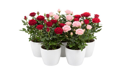 Naklejka premium Blooming miniature roses in white ceramic pots, vibrant red and pink rose bushes, decorative indoor flowering plants for home decor isolated PNG with Transparent Background