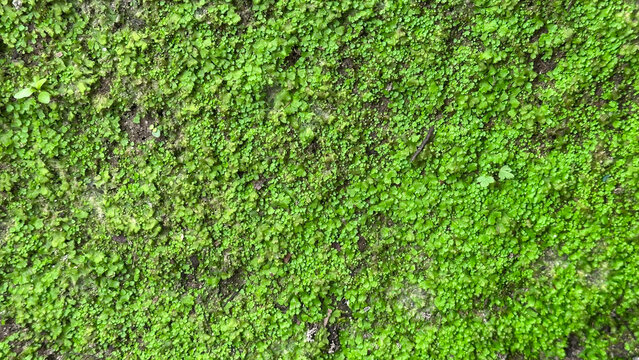 Vibrant green moss covering a damp stone surface, texture
