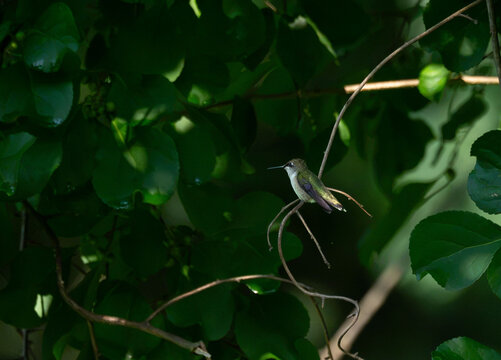 ruby throated hummingbird on a branch