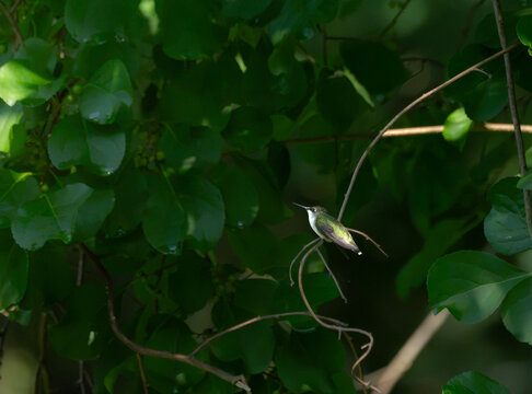 ruby throated hummingbird taking a break