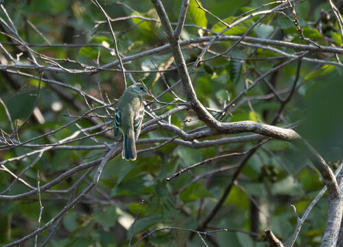 Fly catcher on the trail