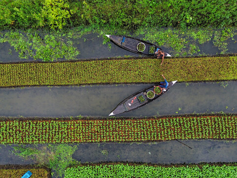 Pirojpur District, Barisal Division, Bangladesh - 08 August 2026: Aerial view of farmers harvesting crops from wooden boats in the lush green flooded fields.
