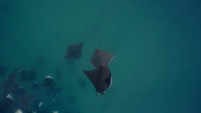 Underwater view of a spectacular Mobula ray aggregation in Mexico, with hundreds of devil rays forming a mesmerizing courtship vortex, swirling together in a giant living ball beneath ocean waters.
