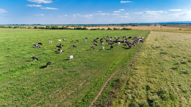 Herd of cows on natural pasture in agricultural landscape drone view. Organic farming. Dairy farming. Herd of cows. Cattle grazing.