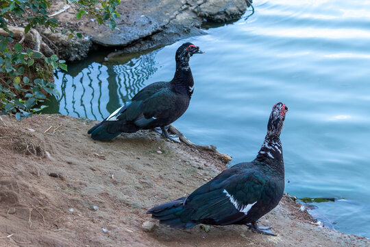 Duck in Natural Environment.