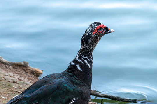 Duck in Natural Environment.	