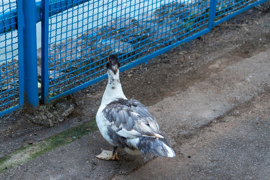 Duck in Natural Environment.