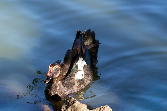 Duck in Natural Environment.