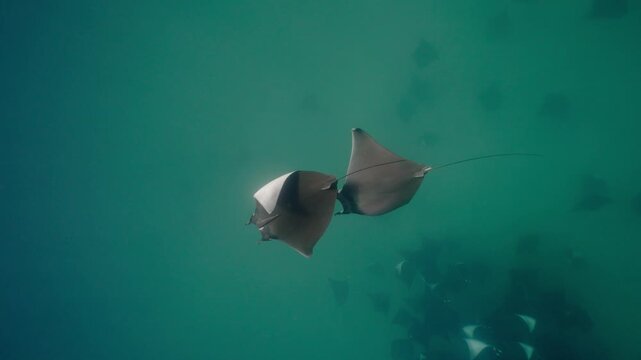 Underwater view of a spectacular Mobula ray aggregation in Mexico, with hundreds of devil rays forming a mesmerizing courtship vortex, swirling together in a giant living ball beneath ocean waters.