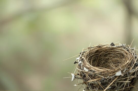 Empty bird nest made of twigs and pine needles in soft focus
