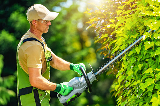 Worker trims green bushes with a hedge trimmer in a garden