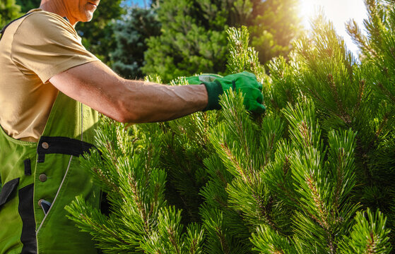 Caucasian Gardener trims green shrubs in bright sunlight at park