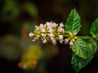 Macro close up of delicate white and purple wild mint flowers blooming on a green stem with lush foliage in a garden © Donald