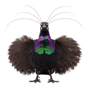 Western Parotia Bird of Paradise performing courtship display isolated on black background