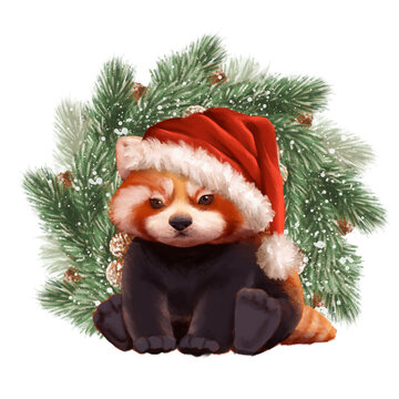 Cute hand drawn red panda with Santa hat and pine branches Christmas illustration