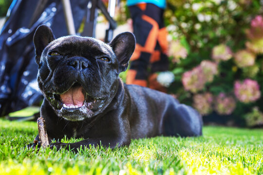 French bulldog resting on grass with a stick in a sunny garden