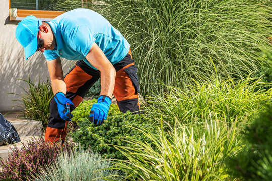 Gardener works on plants in a sunny garden during the day