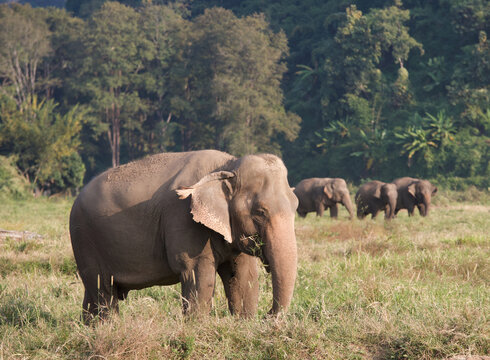 Asian Elephants in Thailand