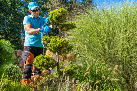 Gardener trims plants in a sunny garden during morning hours