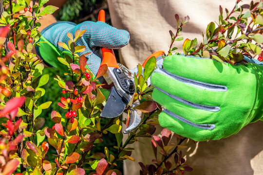 Gardening hands cutting back a bush with pruning shears in sunlight