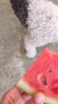 A Cute bichon or Bolognese dog smelling a slice of juicy watermelon outdoors