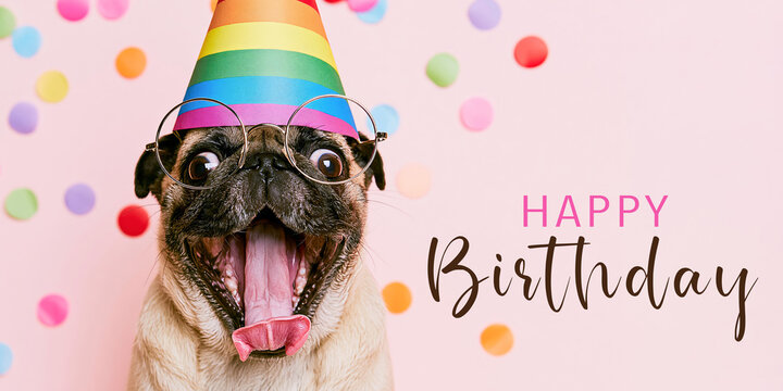 Funny Animal &ndash; Happy Birthday greeting card with text &ndash; pug dog with a party hat , isolated on a pink background with confetti